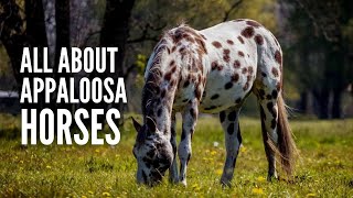 Appaloosa Horses Breed Profile Facts and Care [upl. by Aicital]