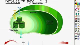 etapas da fotossíntese [upl. by Hwu]