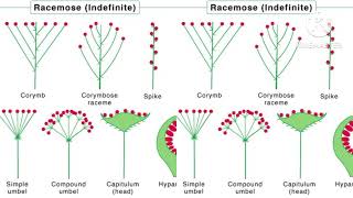 inflorescence Racemose amp cymose inflorescence [upl. by Phillipe904]