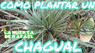 Como plantar un chagual puya chilensis•El cultivo del chagual nativo•10MaTemporada [upl. by Uke]