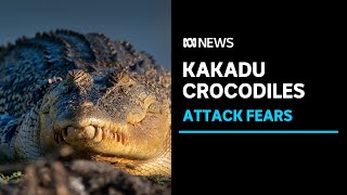 Fears a croc attack is a matter of time in Kakadu National Park  ABC News [upl. by Arikaahs330]