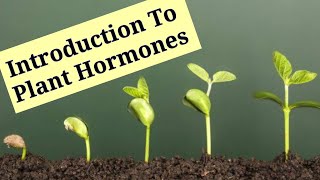 Introduction To Plant Hormones  Phytohormones   Lec 8  Plant Physiology [upl. by Roper]