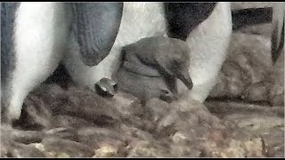 King Penguin Chick  Munich Zoo [upl. by Junina]