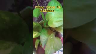 How to care money plant plants gardening moneyplantcare [upl. by Eynaffit]