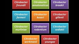 Dominio Bacteria Phylum Proteobacteria 24  Gammaproteobacteria  Enterobacteriaceae  Citrobacter [upl. by Nyrual]