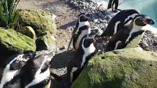 Drusillas penguins come to say hi [upl. by Bentley]