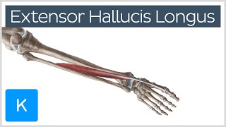 Extensor Hallucis Longus Muscle  Origin Insertion Innervation amp Function  Kenhub [upl. by Leod460]