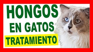 ITRACONAZOL TRATAMIENTO contra HONGOS en GATOS [upl. by Jonny628]