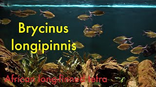 Brycinus longipinnis  African longfinned tetra [upl. by Leugim642]