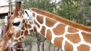 Giraffes on the Sunset Safari at Animal Kingdom Lodge [upl. by Alra]