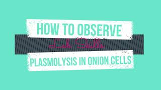 How to Observe Plasmolysis in Onion Cells [upl. by Haleemaj]