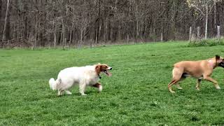 Tater Wrestling  Minooka Dog Park [upl. by Pussej775]