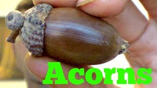 Acorn Review candied acorn recipe  Weird Fruit Explorer Ep 125 [upl. by Brabazon]