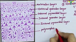 Histology of Cerebral Cortex [upl. by Leseil]