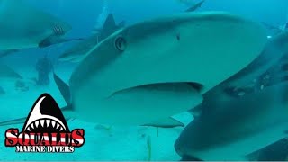 SHARK ARENA  SQUALUS MARINE DIVERS sharkdiving divingwithsharks scubashark [upl. by Irehj]