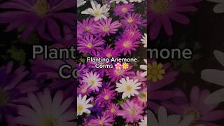 Plant now 🌱 and get beautiful anemone flowers in spring 🌸🌼 PART 1 fallplanting anemone gardening [upl. by Nnylarak779]