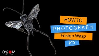 How to Photograph Dead Ensign Wasp  BTS [upl. by Marcus20]