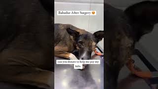 Poor injured dog😭germany animals doglover paws usaukvegandog helostrayspaindonateviral🙏🏼 [upl. by Yasu]