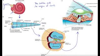 Cochlea and organ of Corti [upl. by Netsrek163]