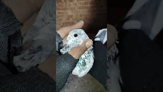 Sailkoti Blod line 🌹〰🌹repost pigeon bird explore kabootar video pigeonbird [upl. by Minardi930]