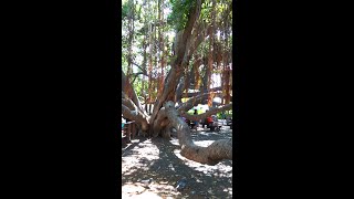 Largest Banyan Tree in the US Maui Hawaii shorts travel [upl. by Atrice]