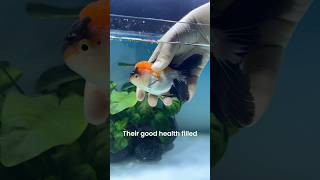 My New Fancy Goldfish 🍊🧡 pets animal goldfish aquarium [upl. by Relyhs448]