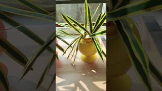 Snake plant making with papercrafting [upl. by Sivartal]