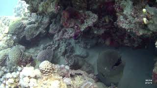 MARSA ALAM EGYPT DIVING JUNE 2024 [upl. by Bradney]