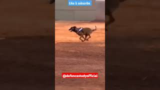 Indian army dog training 🔥🇮🇳shorts army viralshorts dog armydog doglover dogslife desidog [upl. by Anasiul]