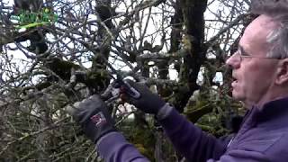 Comment FAIRE une TAILLE de RESTAURATION dun ARBRE FRUITIER [upl. by Clercq]