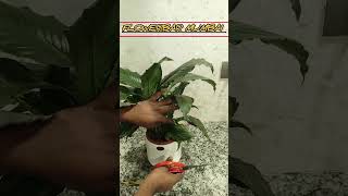 I Tried Every Peace Lily Care Tipshorts short trending plants [upl. by Hasheem401]