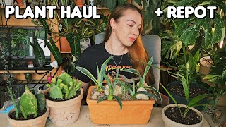 All the plants I bought on my honeymoon🌿✨️ [upl. by Einnek]