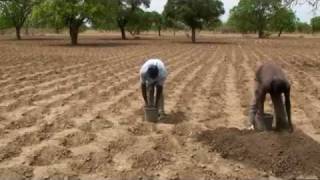 Integrated soil fertility video [upl. by Llenra144]