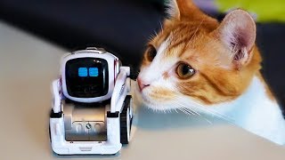 COZMO RENCONTRE UN CHAT TROP MIGNON [upl. by Adnaval]