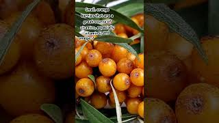 Unlocking the Secrets of Sea Buckthorn A Superfood Wonder [upl. by Ewolram]