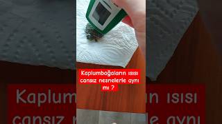 Kaplumbağalar soğuk hayvanlar mı turtle kaplumbağa youtubeshorts youtubecreator [upl. by Inot]