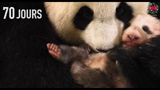 40 ans dhistoires  Ep 9  Lémouvante naissance de Yuan Meng 1er bébé panda né en France [upl. by Behrens]