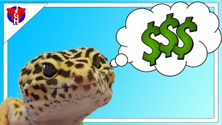 How to Setup an Inexpensive Leopard Gecko Enclosure [upl. by Nawd676]