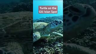 Turtle underwater on Gili Island spot nature ocean underwaterscene underwaterbeauty animals [upl. by Andrea]