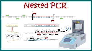 Nested PCR  Principle and usage [upl. by Bondie676]