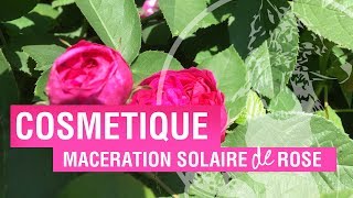 Cosmétique la macération solaire de roses en quelques étapesclés [upl. by Gnoix]