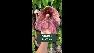 Aristolochia gigantea  Plant Talk [upl. by Ennalyrehc]