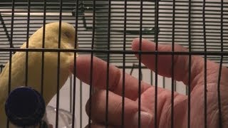 Tips on Petting Your Budgie [upl. by Koehler]