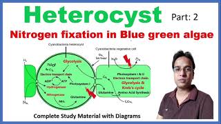 Heterocyst  Nitrogen fixation  Blue green algae  Cyanobacteria [upl. by Hoffmann]