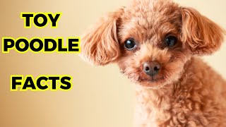 Toy Poodle  Top 10 Interesting Facts [upl. by Angadresma]