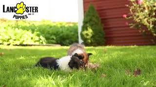 Playful Shetland Sheepdog Puppies [upl. by Wein886]