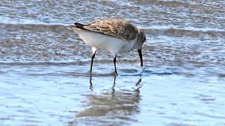 20231111  漢寶濕地  黑腹濱鷸Calidris alpina 三隻腳 [upl. by Schrader]