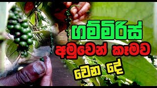 ගම්මිරිස් Gammiris අමුවෙන් කෑමව වෙන දේ  Pepper cultivation in Sri lanka  Spices [upl. by Carlo]