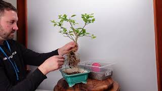 The Key Lime tree gets a bonsai pot Nursery pot to bonsai pot [upl. by Enyawad]