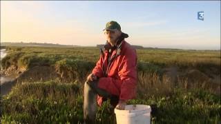 En Baie de Somme la cueillette des plantes marines un métier de pêche à pied [upl. by Retsevel]